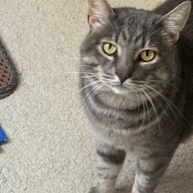 Thomasino thumbnail 2