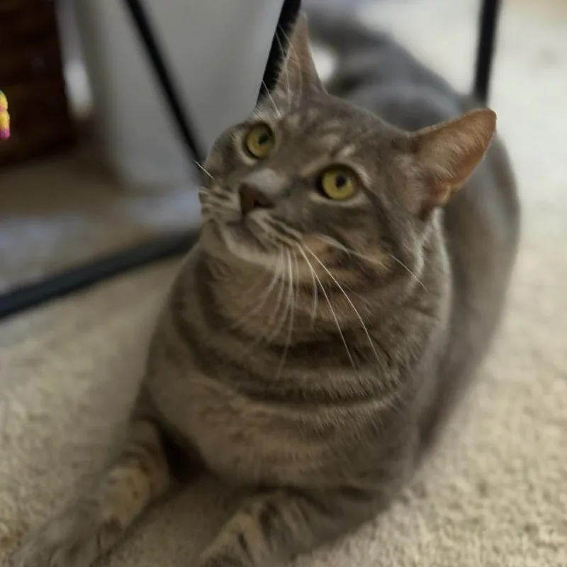 Thomasino thumbnail 3