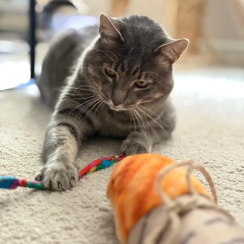 Thomasino thumbnail 4