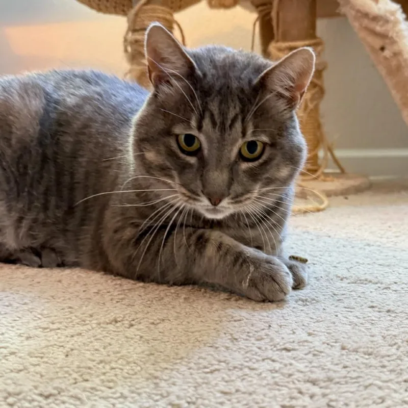 Thomasino thumbnail 5