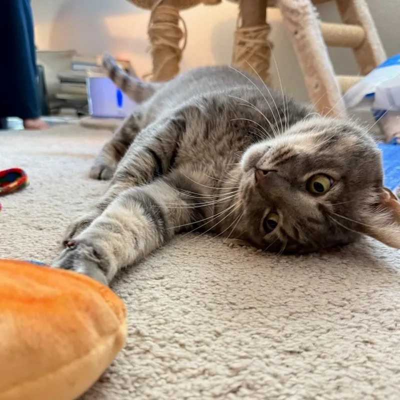 Thomasino thumbnail 6