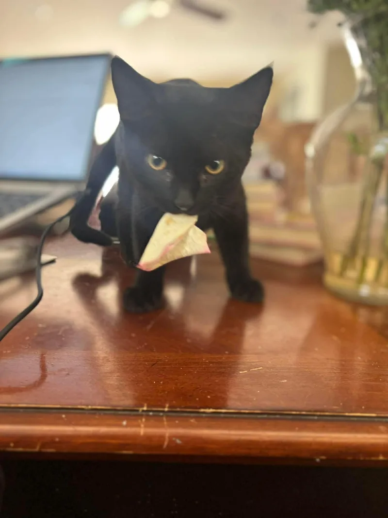 A young medium-sized male Black Domestic Short Hair cat named Harper for adoption in Sicklerville , NJ