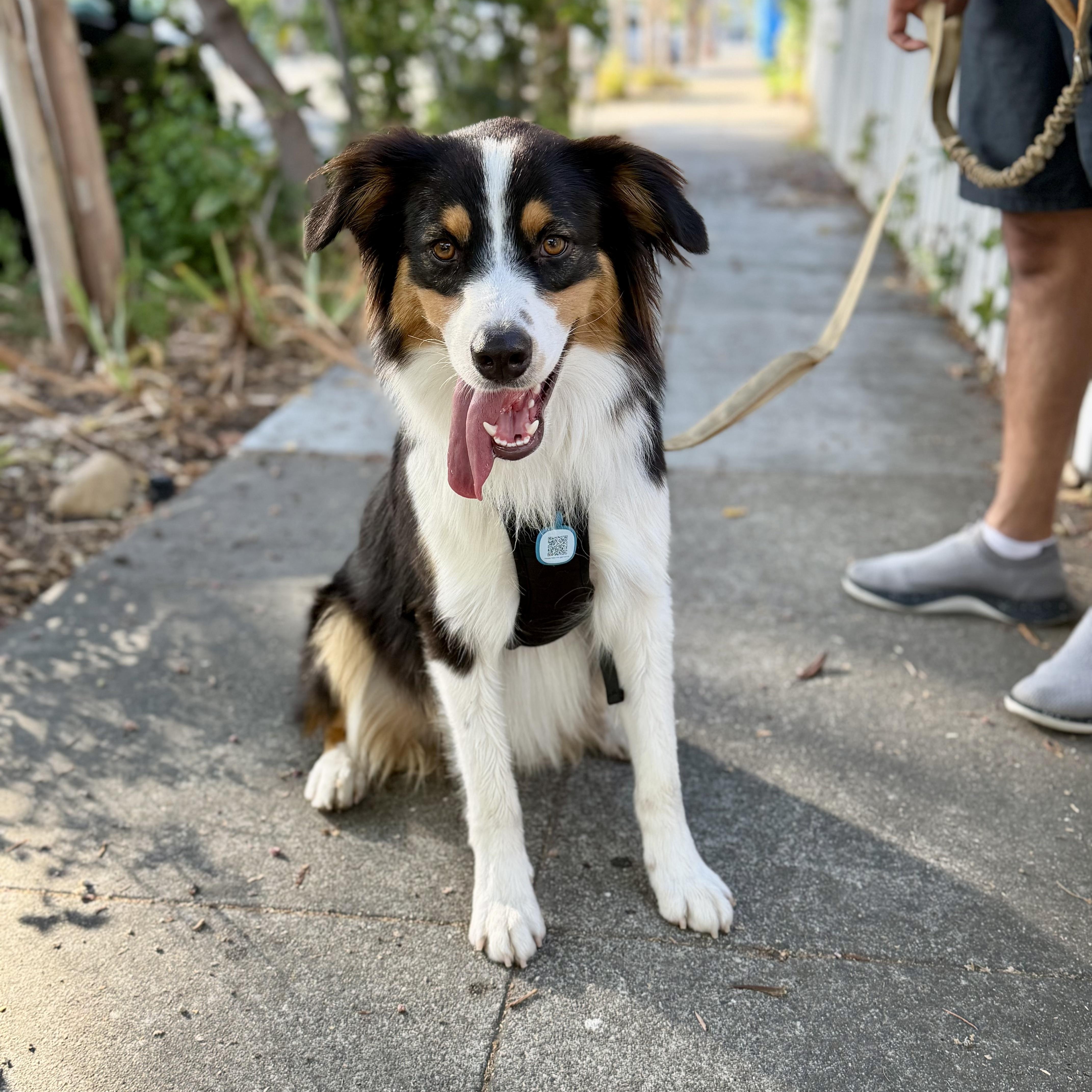 A young medium-sized male Tricolor (Brown, Black, & White) Australian Shepherd dog named Max for adoption in Los Gatos, CA