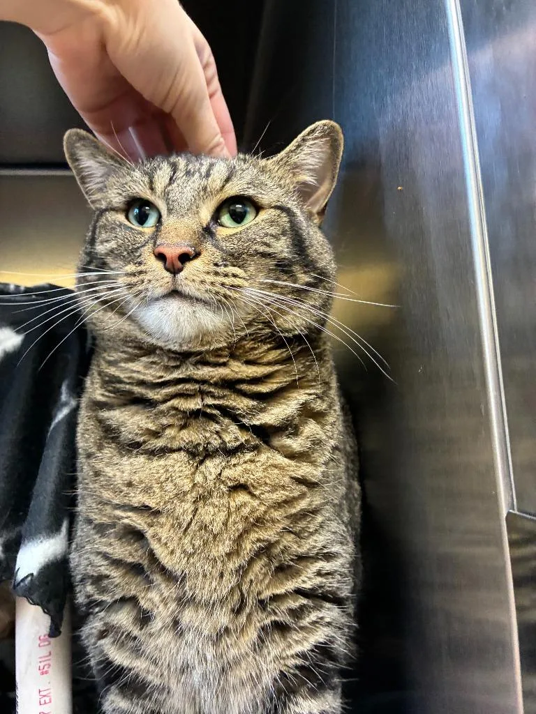 An adult medium-sized male American Shorthair cat named Castle for adoption in Culpeper, VA