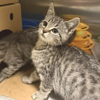 A baby small-sized male Brown / Chocolate Domestic Short Hair cat named Chai for adoption in Novelty, OH