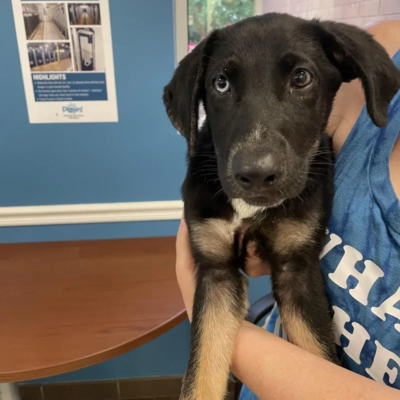 A baby small-sized male Black Mixed Breed dog named Christopher for adoption in Springboro, OH