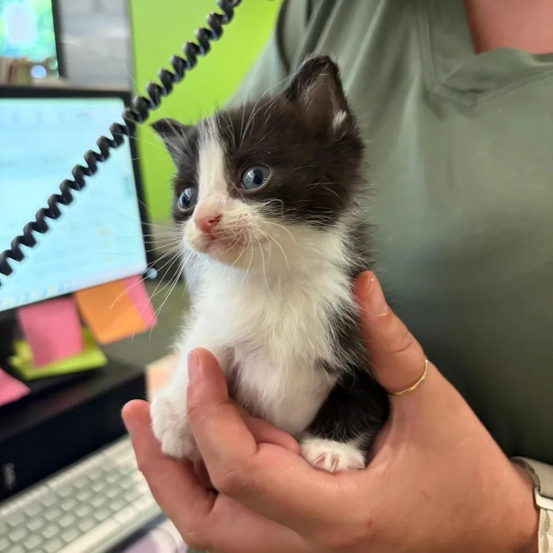 A baby small-sized female Black Domestic Short Hair cat named Noodle for adoption in Red House, WV