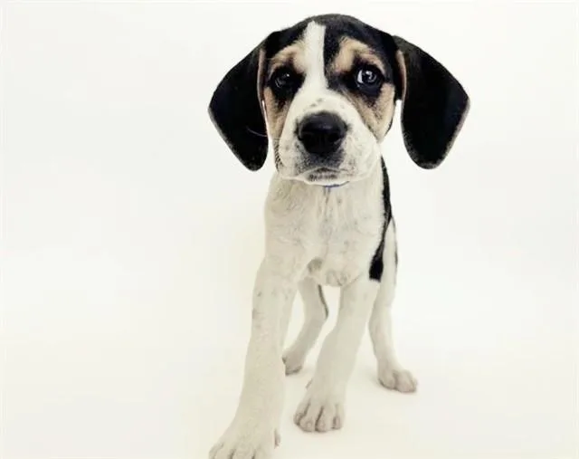 A baby small-sized male Terrier dog named Oreo for adoption in Saint Louis, MO