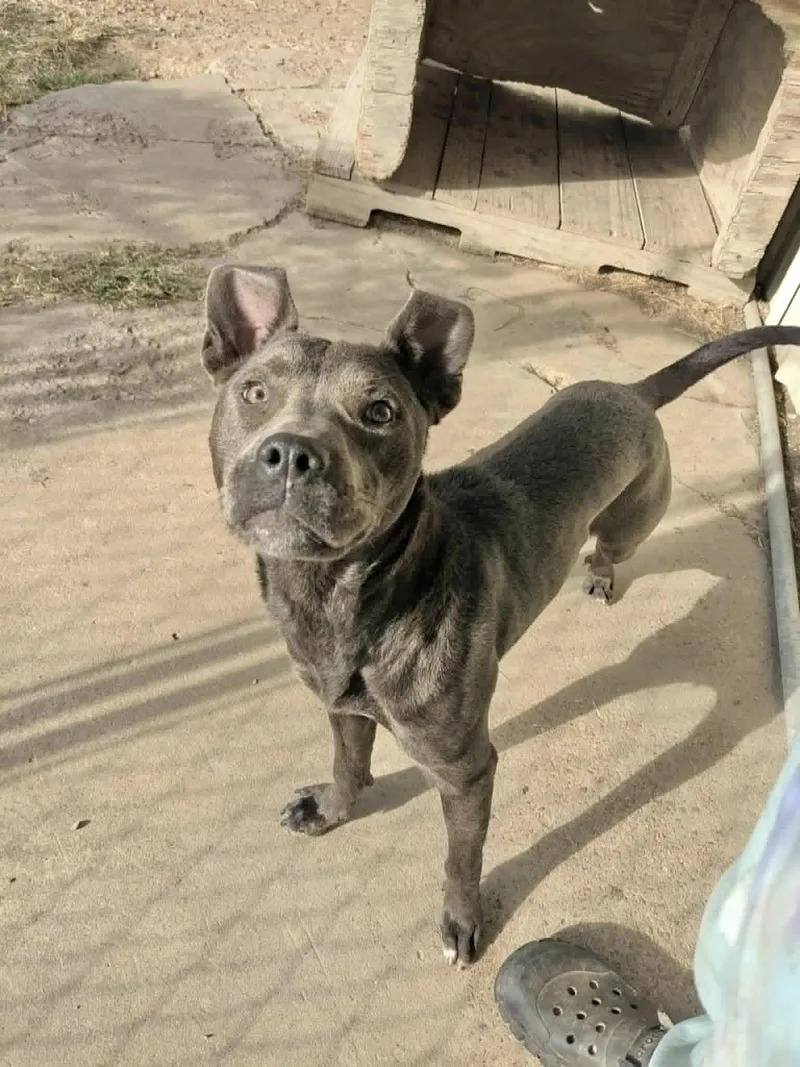 An adult medium-sized female Pit Bull Terrier dog named Autumn for adoption in Manchester, CT