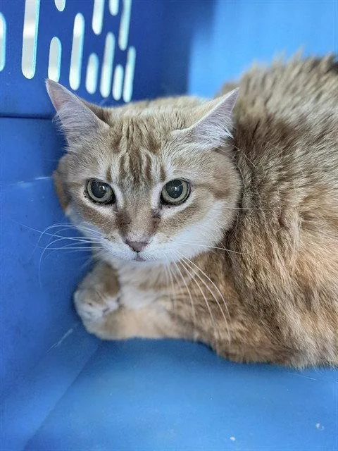 A senior medium-sized male Orange / Red Domestic Short Hair cat named Marmalade for adoption in Tavares, FL
