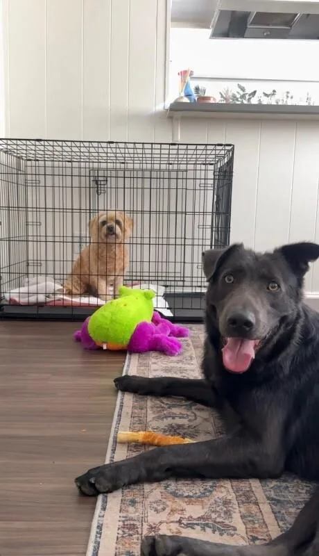 An adult large-sized male Black German Shepherd Dog dog named Potter for adoption in Manhattan Beach, CA
