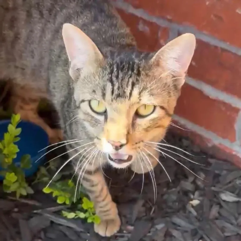 A young medium-sized male Domestic Short Hair cat named Simba for adoption in Granby, MO