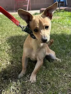 A baby small-sized male Chihuahua dog named Otis for adoption in Santa Ana, CA