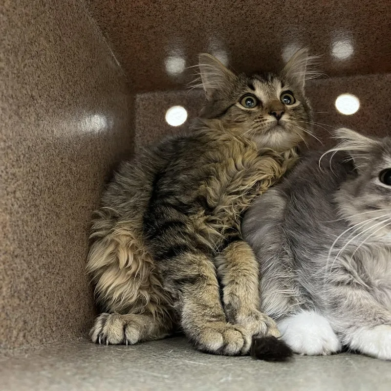 A baby small-sized female Domestic Medium Hair cat named SVASStray for adoption in Verona, VA