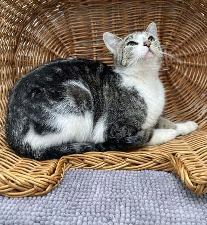 An adult small-sized female Domestic Short Hair cat named Ella for adoption in Bowling Green, KY