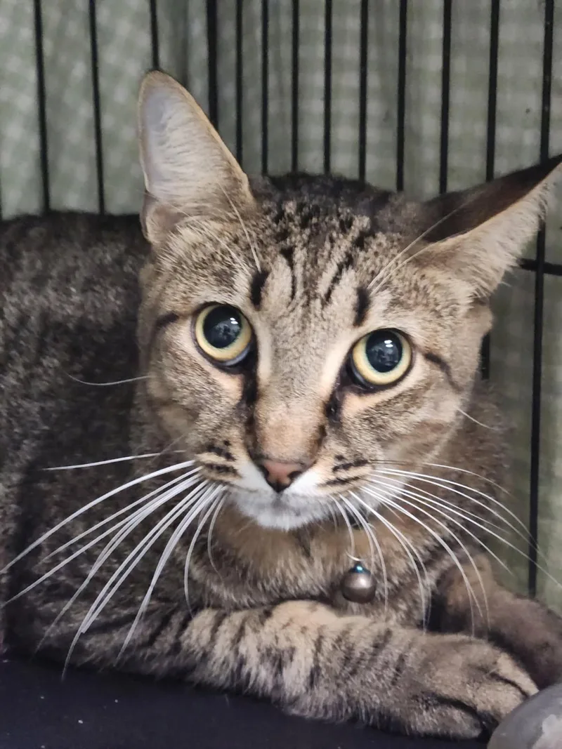 An adult medium-sized male Brown / Chocolate Domestic Short Hair cat named Max Mr Personality for adoption in Oviedo, FL