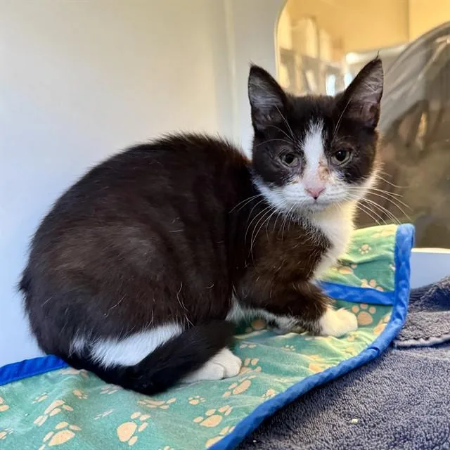 A baby small-sized female Domestic Short Hair cat named Tiramisu for adoption in Riverside, CA