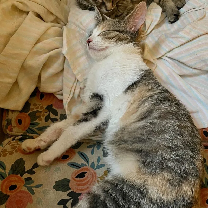 A baby small-sized female Calico Domestic Short Hair cat named Pauline for adoption in Evanston, IL