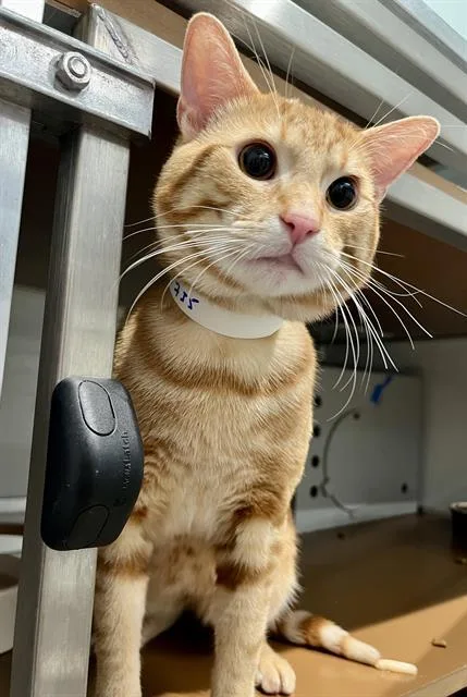 An adult medium-sized male Domestic Short Hair cat named Petey for adoption in San Francisco, CA