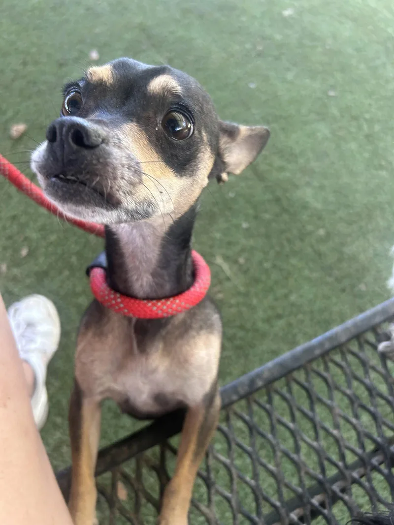 An adult small-sized female Miniature Pinscher dog named Minnie for adoption in Pipe Creek, TX