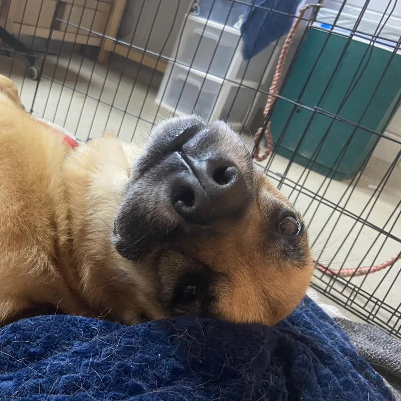 An adult large-sized female Shepherd dog named Texas Holly for adoption in Austin, TX