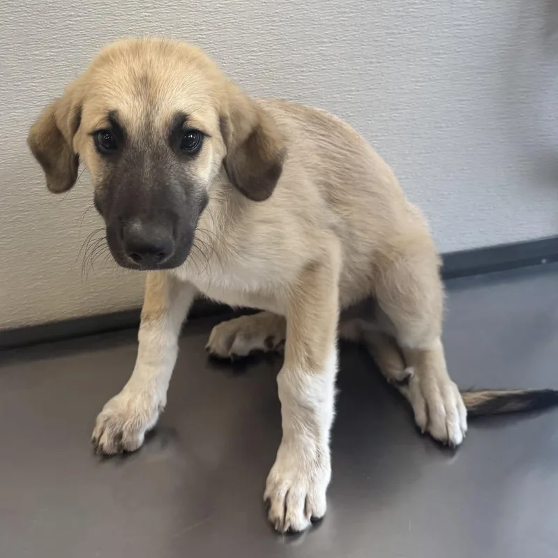 A baby medium-sized male Yellow / Tan / Blond / Fawn Mixed Breed dog named Max for adoption in Las Cruces, NM