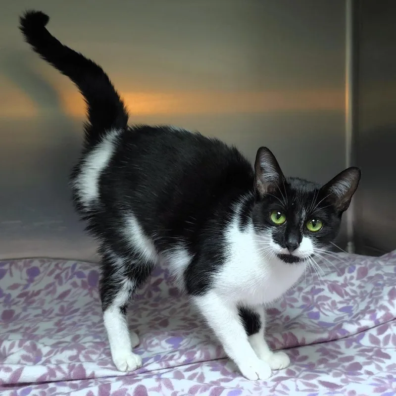 An adult medium-sized female Black Domestic Short Hair cat named MiMi for adoption in Michigan City, IN