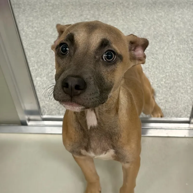 A young medium-sized female Apricot / Beige Mixed Breed dog named Ilana for adoption in Hinsdale, IL