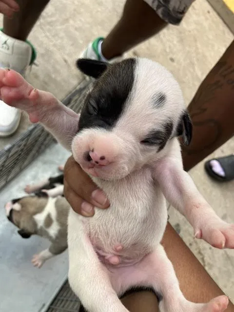 A baby medium-sized male Mixed Breed dog named Lilly for adoption in Dallas, TX