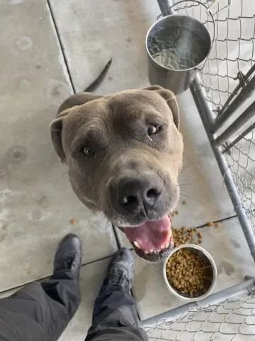 A young large-sized male Mastiff dog named Rufus for adoption in Redlands, CA