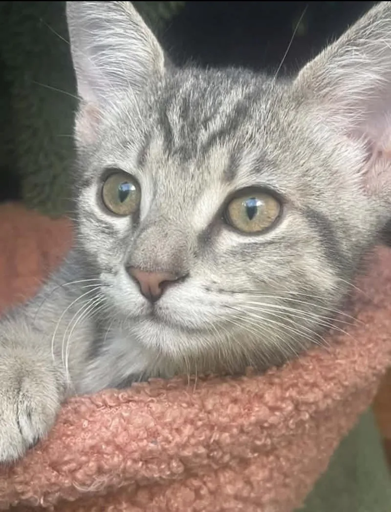 A baby large-sized male Tabby (Gray / Blue / Silver) Domestic Short Hair cat named Astarion for adoption in Woodlawn, TN