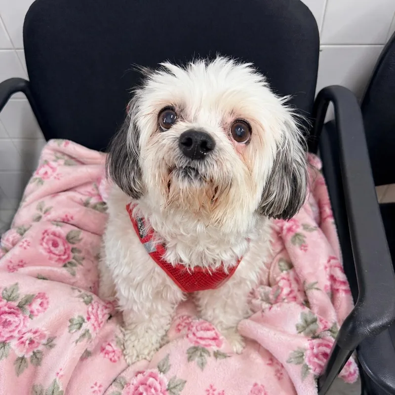 A senior small-sized female White / Cream Shih Tzu dog named Chulie for adoption in Newark, NJ