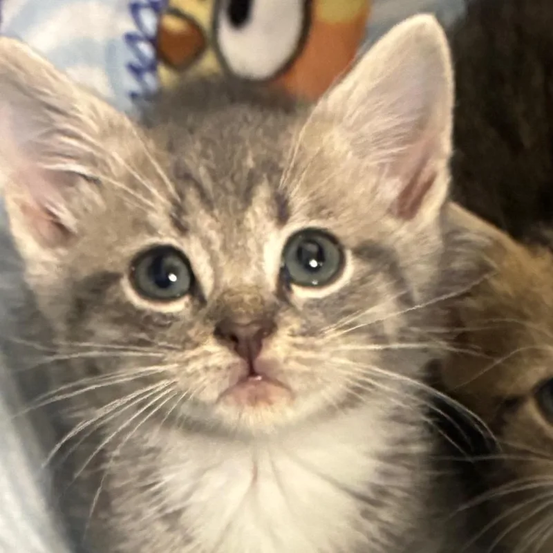 A baby small-sized male Domestic Medium Hair cat named Airy for adoption in Greensboro, NC