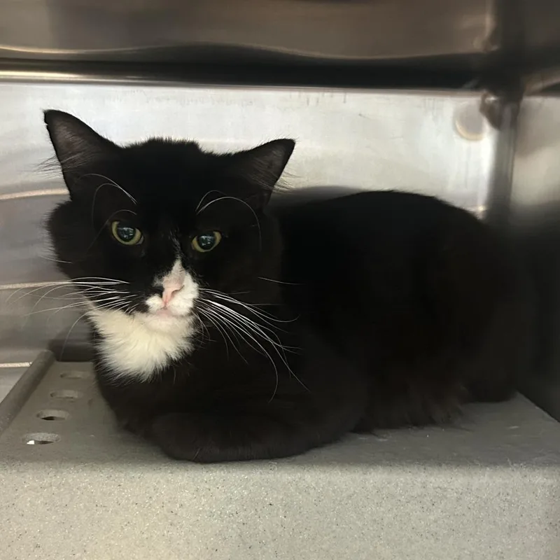 A young large-sized male Domestic Short Hair cat named Sailor Cat Wanderlust for adoption in Tacoma, WA