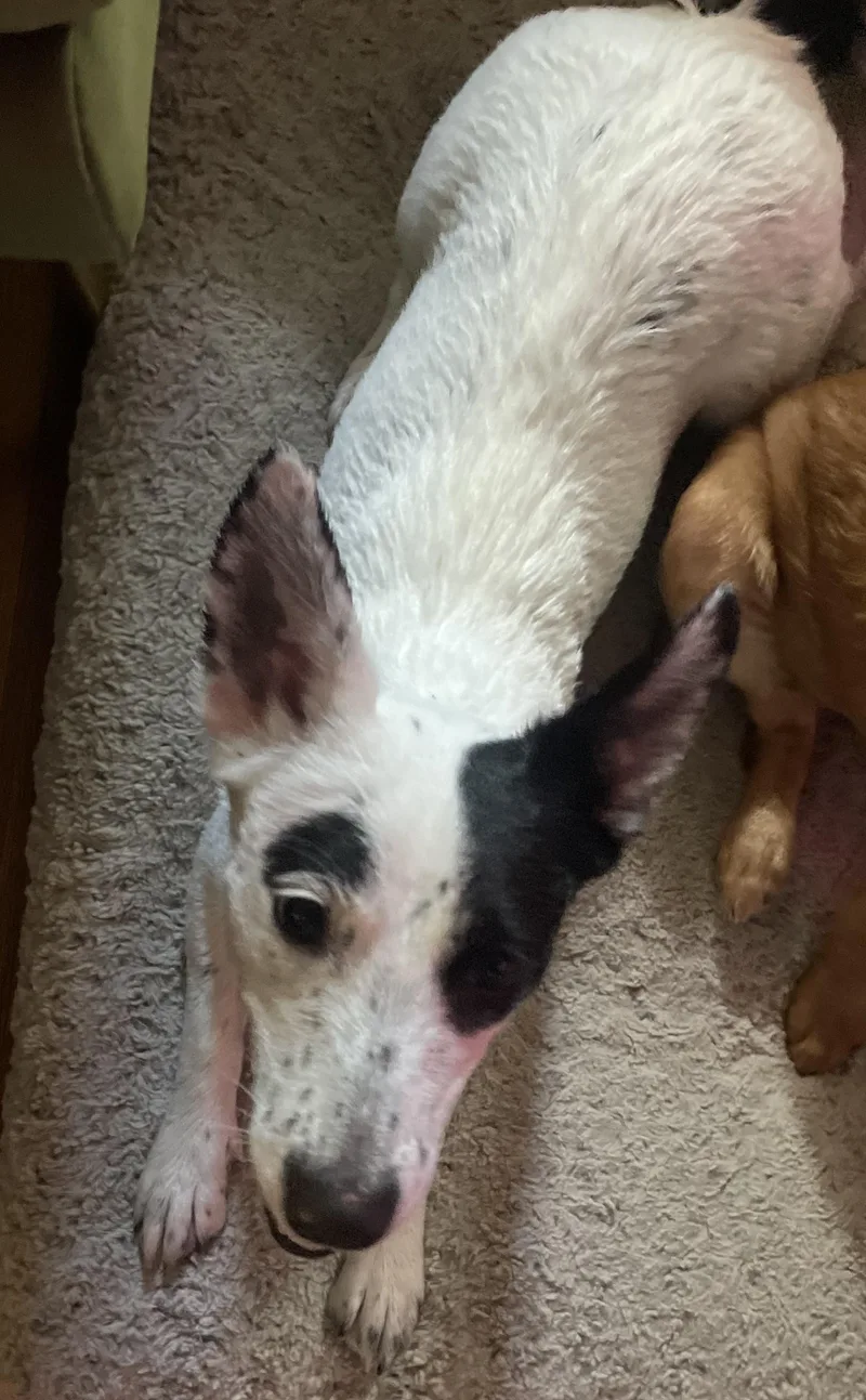 Moxiea Suvivor thumbnail 3