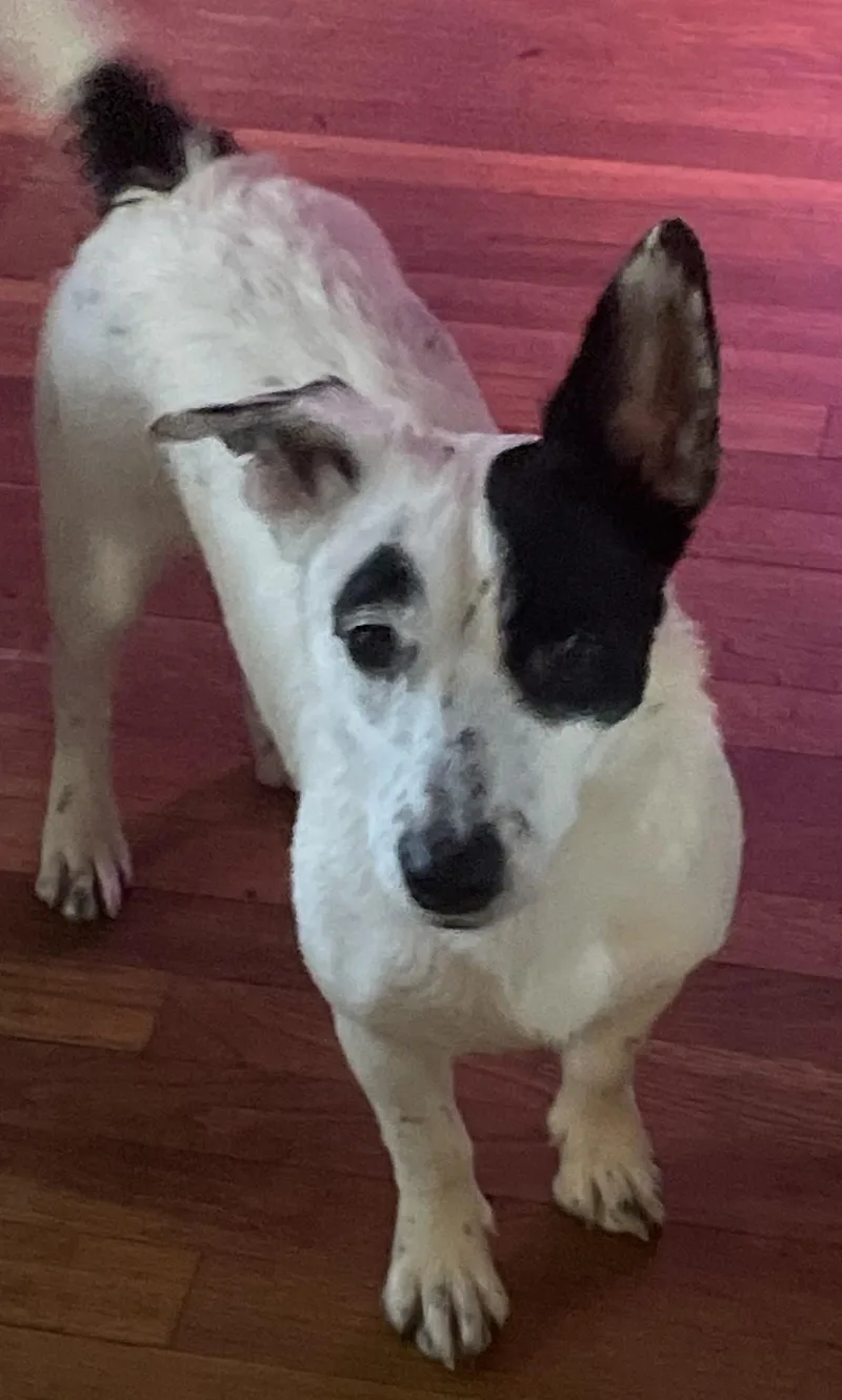 Moxiea Suvivor thumbnail 4