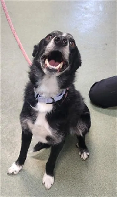 An adult medium-sized male Mixed Breed dog named A for adoption in Santa Fe, NM