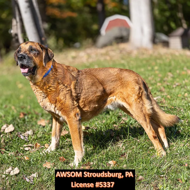 A senior large-sized male Brown / Chocolate Anatolian Shepherd dog named Leonidas for adoption in Stroudsburg, PA