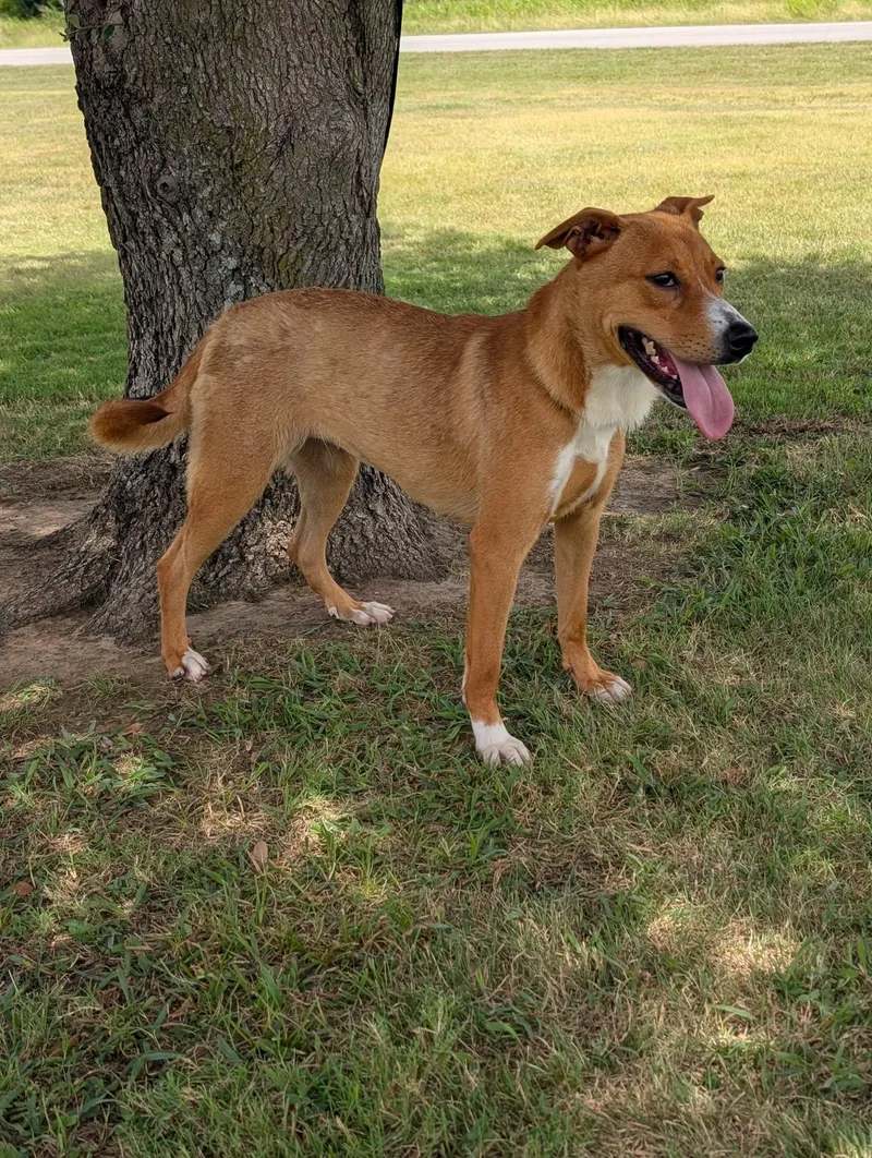 An adult medium-sized female Red / Chestnut / Orange Labrador Retriever dog named Jasmine for adoption in Cleburne, TX