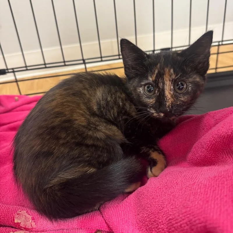 A baby small-sized female Domestic Short Hair cat named Shelly for adoption in Buellton, CA