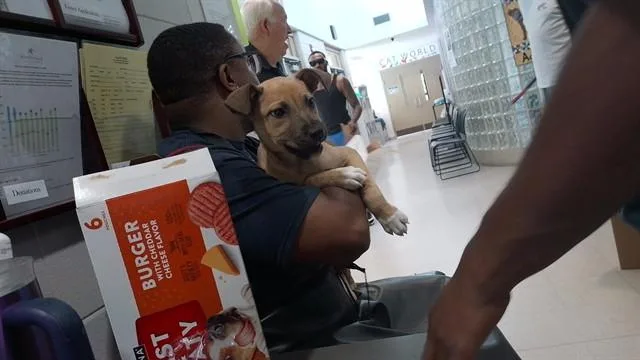 A baby medium-sized male Pit Bull Terrier dog named Tony Lama for adoption in Huntsville, AL