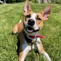 A young medium-sized female Yellow / Tan / Blond / Fawn Basenji dog named Maple Syrup for adoption in Matteson, IL