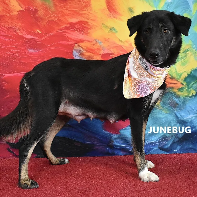 An adult medium-sized female Black Mixed Breed dog named Junebug for adoption in Yuma, AZ