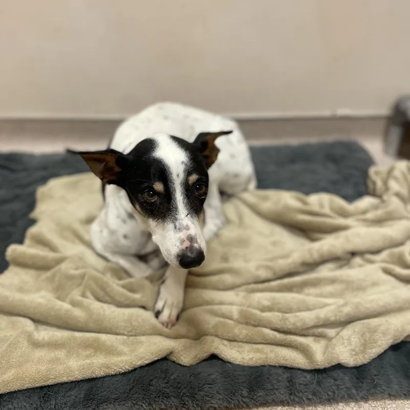 A senior medium-sized female White / Cream Pointer dog named Minnie for adoption in Kanab, UT