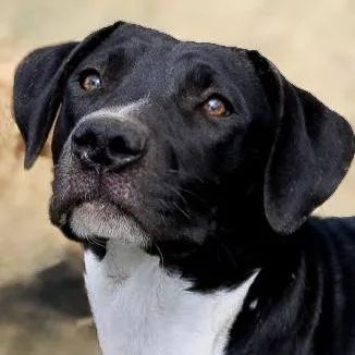 A baby medium-sized female Black Boxer dog named Emma for adoption in Calera, AL