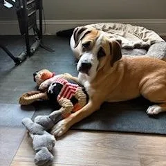 A young medium-sized female Yellow / Tan / Blond / Fawn Hound dog named Zenni for adoption in Wake Forest, NC