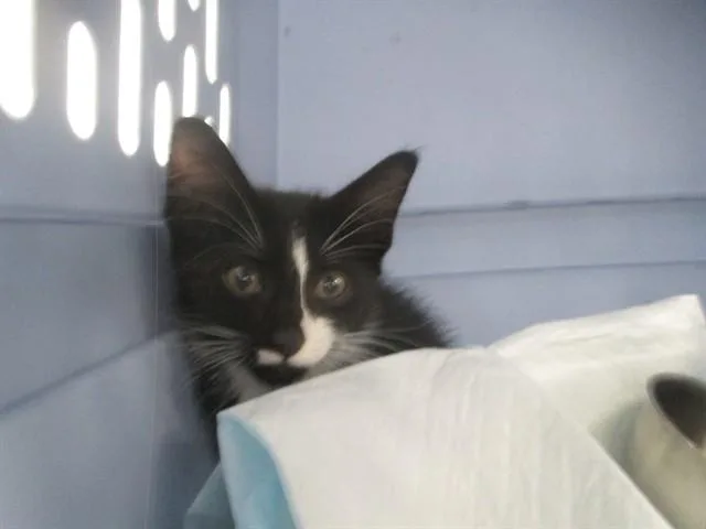 A baby small-sized female Domestic Short Hair cat named Rose for adoption in Ocala, FL