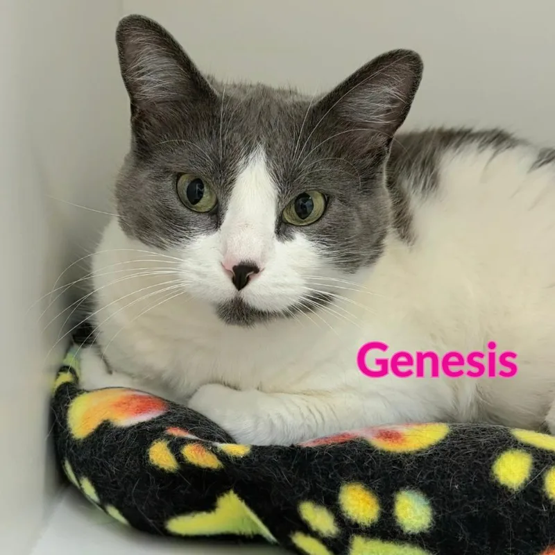 An adult medium-sized female Domestic Short Hair cat named Genesis for adoption in North Saint Paul, MN