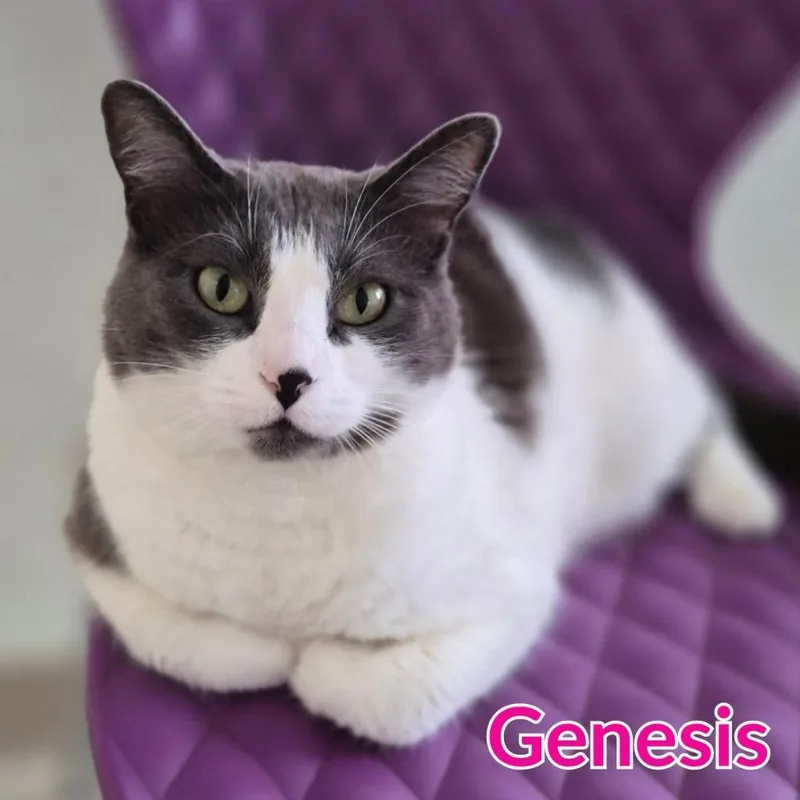 Genesis thumbnail 2