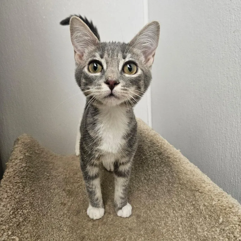 A baby small-sized female Gray / Blue / Silver Domestic Short Hair cat named Lucky Charms for adoption in Grantsville, UT